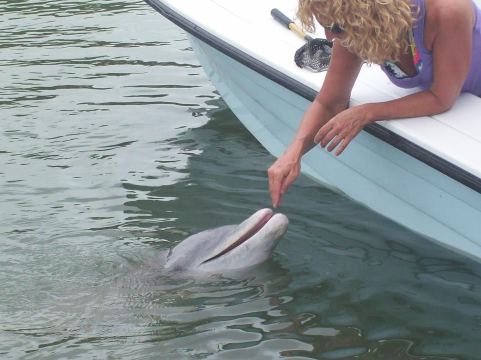 A dolphin approaches Polecat Fishing Charters on a sightseeing tour.